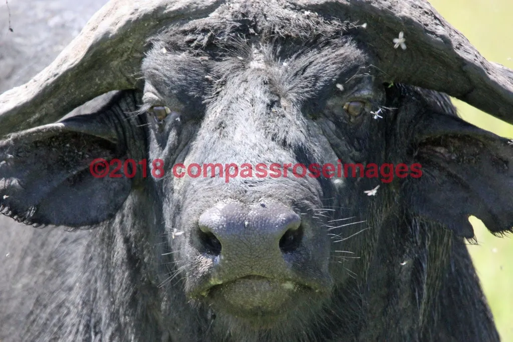 Buffalo, African 8-Metal