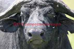 Buffalo, African 8-Metal